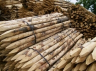Afstudeeralbum Aan het leren Tomaat Tuinhoutmarkt | hout